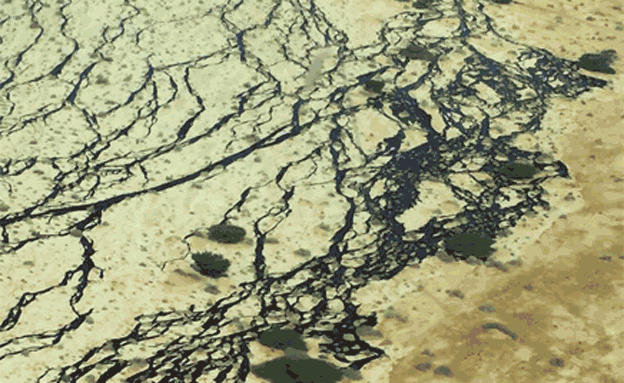 אסון אקולוגי בתמונות (צילום: רשות הטבע והגנים, המשרד להגנת הסביבה)