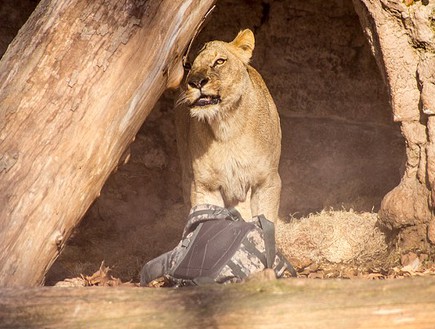 קפץ לכלוב אריות (צילום: Demotix)