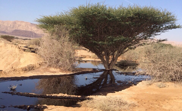 דליפת נפט בערבה (צילום: רשות הטבע והגנים)