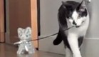 חתול מוביל (צילום: youtube.com)