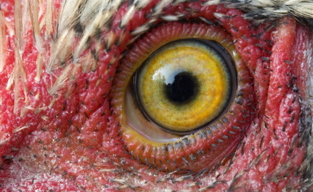 עין תרנגול (צילום: listverse.com)