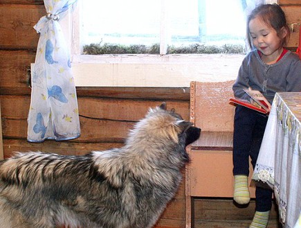כלב הציל ילדה (צילום: The Siberian Times)