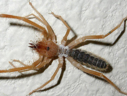  חרקים מפחידים (צילום:  list25)