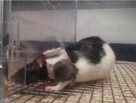 עכברים ניסוי (צילום: מאוניברסיטת קונקורד)