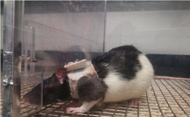 עכברים ניסוי (צילום: מאוניברסיטת קונקורד)