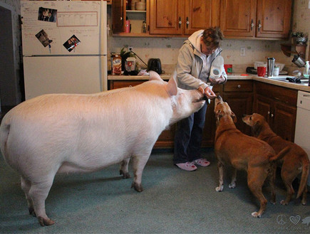 חזיר מחמד (צילום:  Photo by Flash90)