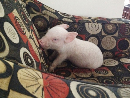 חזיר מחמד (צילום:  Photo by Flash90)