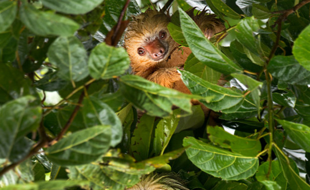 קוסטה ריקה, קופים גובה (צילום: רועי גליץ)