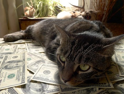 חתולים עשירים (צילום:  Barcroft Media)