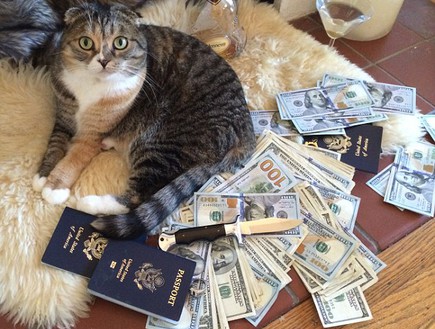 חתולים עשירים (צילום:  Barcroft Media)