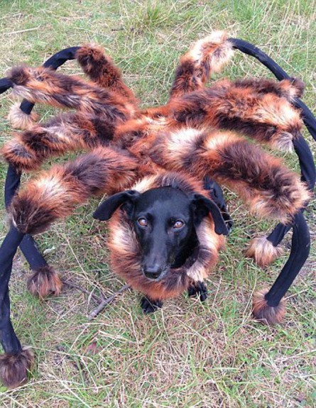 כלבת עכביש (צילום: יוטיוב)