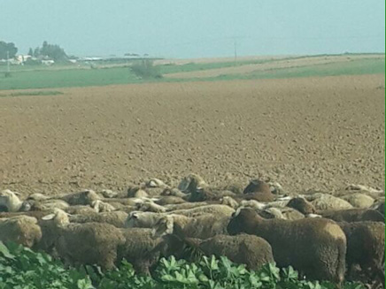 כבשים שנגנבו (צילום: חטיבת דוברות המשטרה)