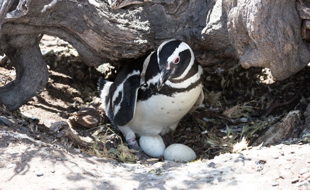 10-Magellanic_penguin_nesting (צילום: אבישי נועם)