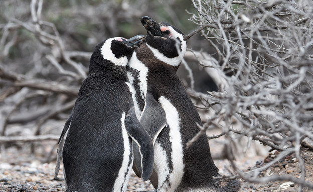 11-Magellanic_penguin_hugging (צילום: אבישי נועם)