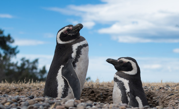 12-Magellanic_Penguins_in_their_nest (צילום: אבישי נועם)