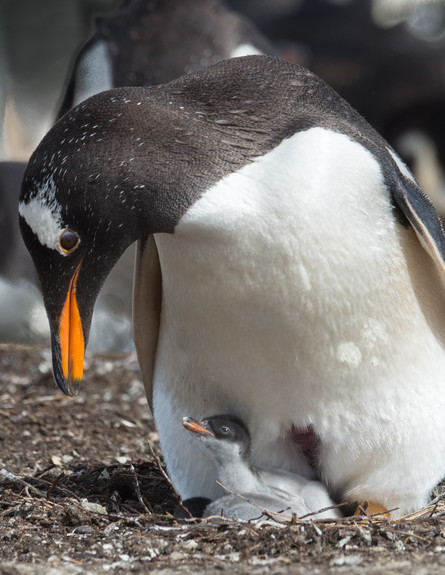 13-Gentoo_penguin_and_a_chick (צילום: אבישי נועם)