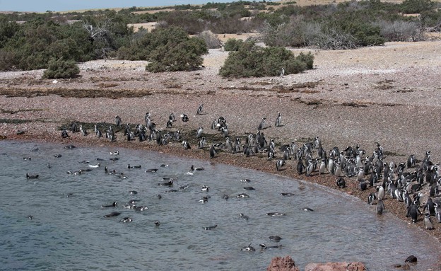 14-Magellanic_Penguin_beach (צילום: אבישי נועם)