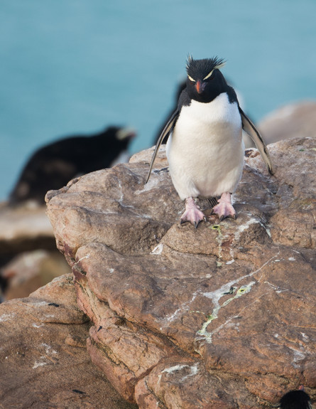 17-Rock-hopper_penguin (צילום: אבישי נועם)