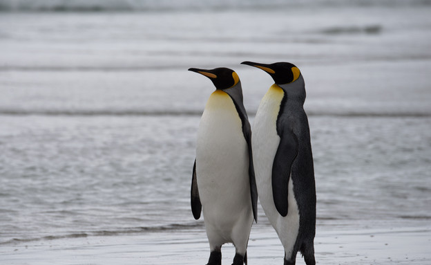 20-King_Penguins (צילום: אבישי נועם)