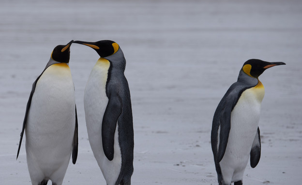 21-King_Penguins (צילום: אבישי נועם)