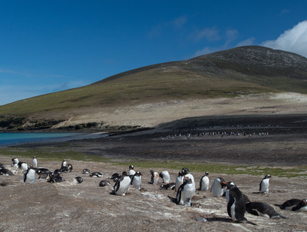 23-Penguin_colony (צילום: אבישי נועם)