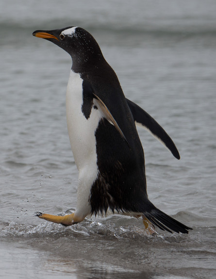 7-Gentoo_penguin_walking (צילום: אבישי נועם)