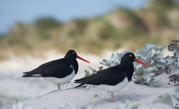 Oystercatcher_couple (צילום: אבישי נועם)