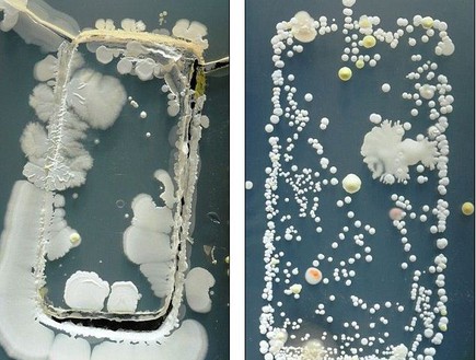 חיידקים בסמארטפון (צילום: University of Surrey)