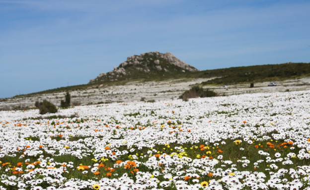 namaqualand national park (צילום: AndreaWillmore, Thinkstock)