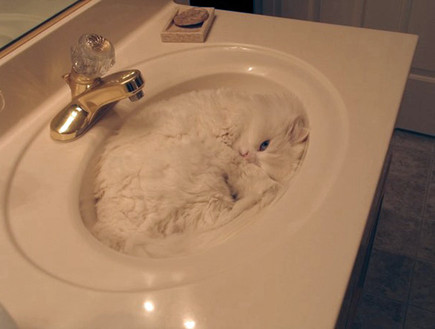 חתולי קומנדו (צילום: boredpanda.com)