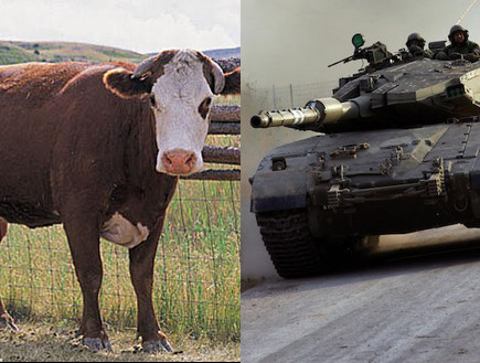 טנקים נגד פרות (צילום: דובר צה