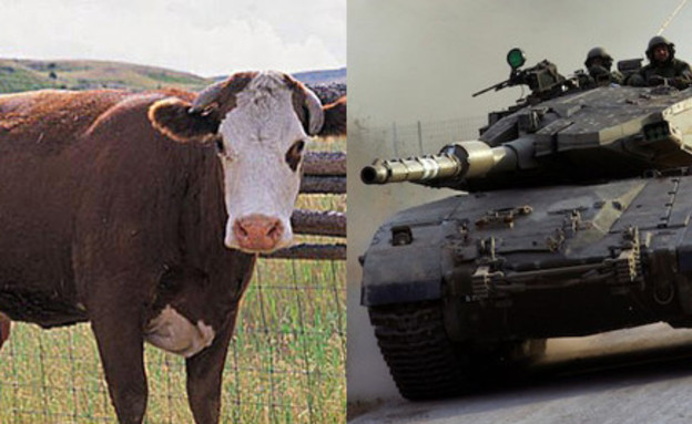 טנקים נגד פרות (צילום: דובר צה"ל / jupiter image s)
