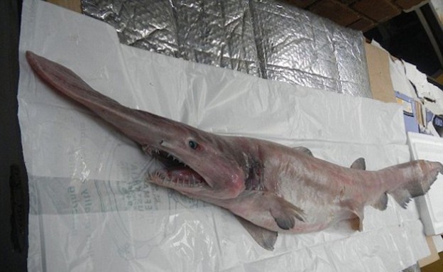 כריש גובלין (צילום: מייק קלי)