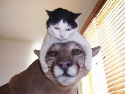 כובעי חתולים (צילום:  boredpanda.com)