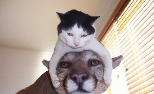 כובעי חתולים (צילום:  boredpanda.com)