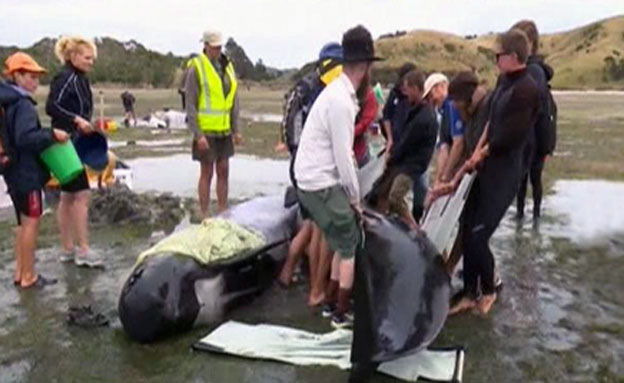 הלוויתנים על החוף בניו זילנד, היום (צילום: רויטרס)