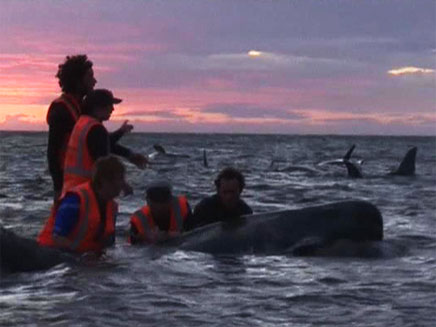 טרגדיית הלוויתנים בניו זילנד, היום (צילום: רויטרס)