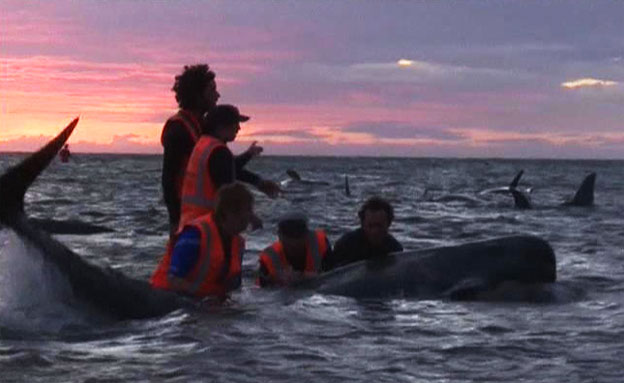טרגדיית הלוויתנים בניו זילנד, היום (צילום: רויטרס)
