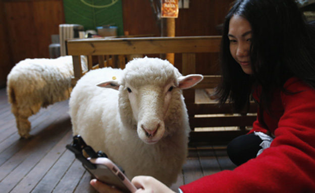 צפו: חוגגים את שנת הכבשה עם הכבשים (צילום: רוייטרס)