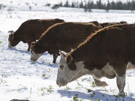 הפרות בצפון הגולן כבר נהנות משלג (צילום: רוייטרס)
