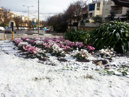 השלג הגיע גם לכרמיאל (צילום: מיכאל גינקר, עיריית כרמיאל)