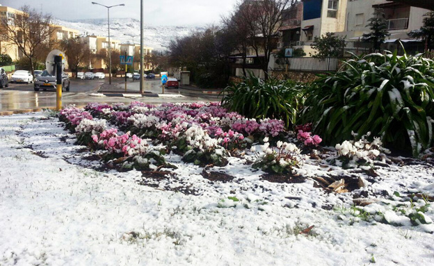 השלג הגיע גם לכרמיאל (צילום: מיכאל גינקר, עיריית כרמיאל)