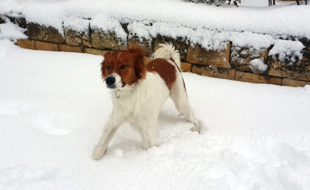 גם הכלבים יצאו להשתובב בשלג