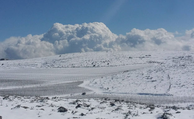 לבן ועוד לבן: שלג ועננים בהרי שילה (צילום: אהרון קצוף)