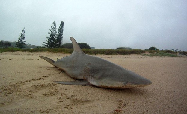 כריש נסחף (צילום: אנדי לטו)