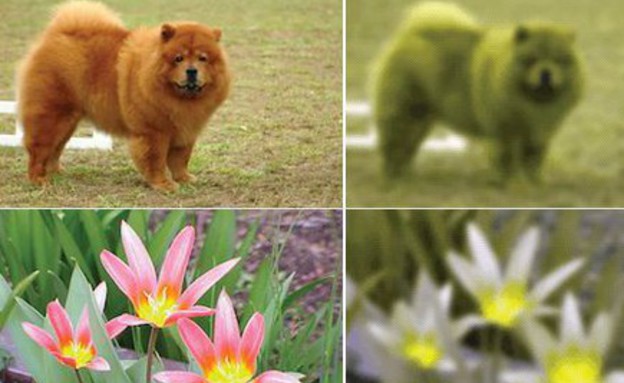 ראיית בעלי חיים (צילום: Wikimedia Commons/Wolfram Alpha)