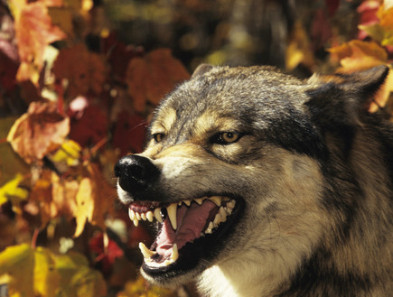 זאב חושף שיניים (אילוסטרציה: Getty Images, Thinkstock)