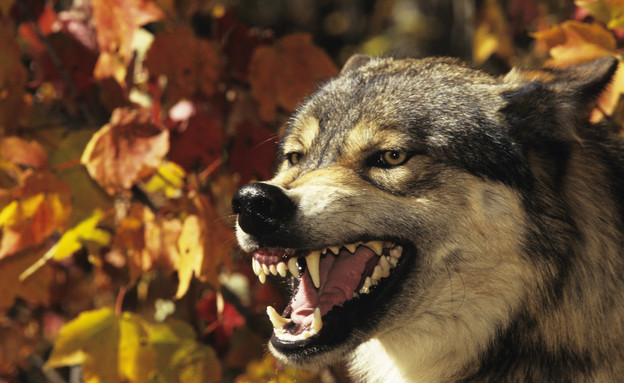 זאב חושף שיניים (אילוסטרציה: Getty Images, Thinkstock)