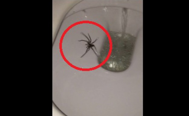 עכביש בשירותים (צילום: יוטיוב)
