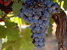ענבי יין של יקבי רמת הגולן (צילום: גלעד לרום, יקב רמת הגולן )